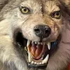 wowthatonwdog