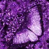 aurora080820