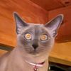 trappistbcat