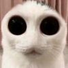 pjsblyez