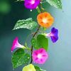 anitakhondaker01935