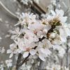 asmer94_