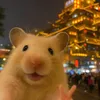 wuynnguyen_thy