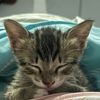 meowmeow888887