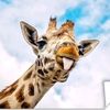giraffe_thijs