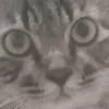 dapdahoinhieu