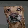 zipzip_chipp1