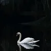 arwwa_01