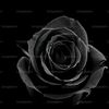 364738_camarografo