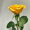 glna_4