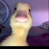 baby123duck