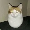 eggcat999999999