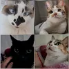 catsdaeliana