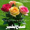 yousafzaikhan341