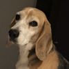 beaglemaniacal