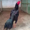 adejohanbengu