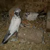 aadilkharal27183