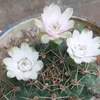 phucloc385