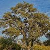 big.oak.tree
