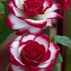 samaa699