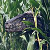 Saphira