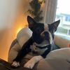 Pug/Boston Mom