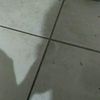 rodex0380
