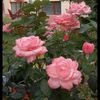 shahnazabdullah123