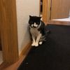 kittykatgirl7