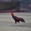 vanhau_37e1