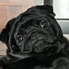 maxpugcutie