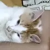 wahyudinganti