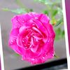 jane.ck7668