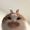 usertngc