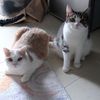 สายลม สายหมอก ไคโร 🐱