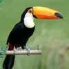 tucano.90
