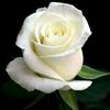 thoyib3452