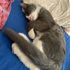 amourdesanimaux14
