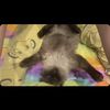 grumpycatban2