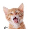 roarthefluffy