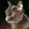 cat_ca4
