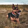 jerry.dog_official