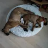 meineboxer