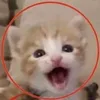 chiken_soup0.8