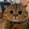 anakaliencomel