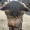 xaunhungkhongte