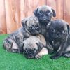 puppiescalifornia