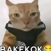 rehandika_25