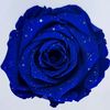 bluerosetemp