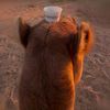 alshamsi87l
